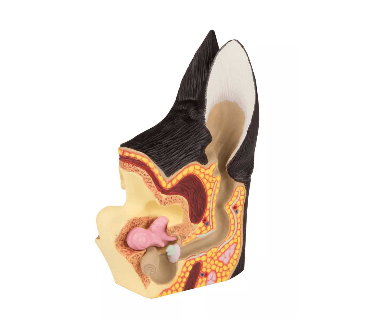 Hundeohr, gesund/erkrankt - Erler - Zimmer